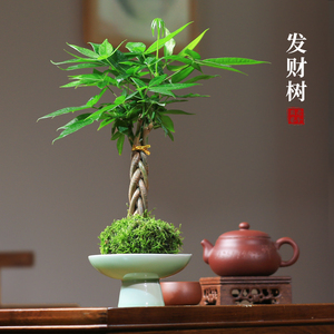 苔玉发财树盆栽苔藓球植物创意室内桌面好养办公室绿植净化空气