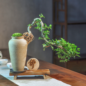 悬崖清香木盆景