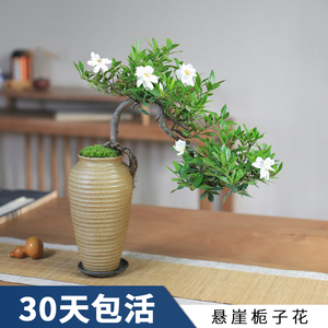 小叶栀子花带花苞盆栽花卉绿植窗台阳台庭院室内好养植物造型盆景