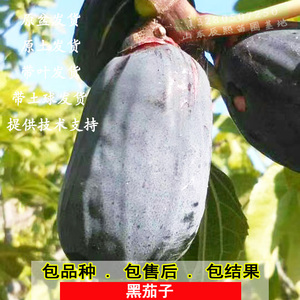 无花果树苗特大黑茄子紫果糖心耐寒盆栽地栽北南方种植当年结果