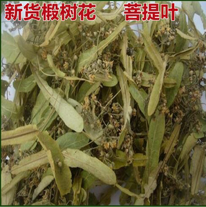 椴树叶