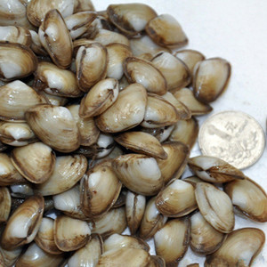 海鲜水产海捕野生海瓜子鲜活白瓜子无沙小蛤蜊鲜活贝类 500g