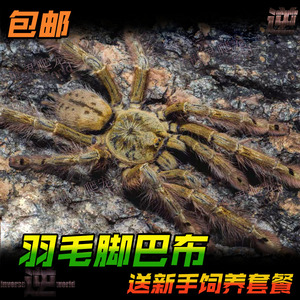 羽毛脚巴布2-14cm 比多哥漂亮的捕鸟蛛 树栖宠物活体蜘蛛 送套餐