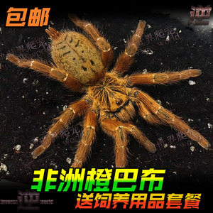 橙巴布烈阳巴布蜘蛛c8 1-12厘米公母足展玩具蜘蛛宠物捕鸟蛛