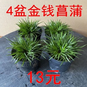 4盆金钱菖蒲13元吸水石附石蒲草盆景水陆缸素材盆栽山野草假山草