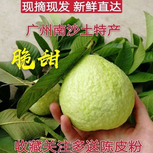 广东南沙新鲜番石榴白心10斤台湾珍珠芭乐脆甜膳食纤维水果特产