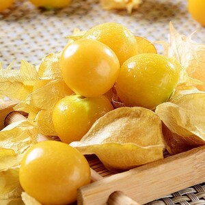 东北特产小姑娘灯笼果新鲜姑鸟时令水果小金豆黄菇娘果 5斤装包邮