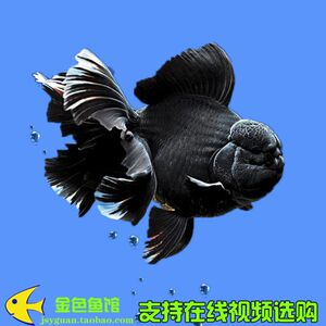 黑狮子头金鱼