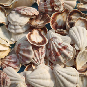 天然贝壳海螺3-5厘米白色厚扇贝鱼缸水族箱造景手工风铃工艺材料