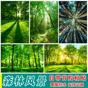 阳光森林树林自然风景墙画客厅卧室背景墙海报贴纸画树林画装饰画