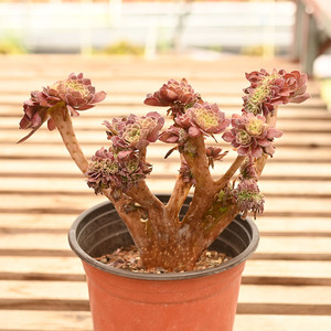 黑铜壶缀化法师造型老桩多头群生莲花掌属一物一拍多肉植物绿植