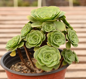 正版八尺镜法师多头群生小桩莲花掌属多肉植物一物一图一拍景天科