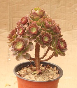 正版万圣节法师 红心法师沙拉碗 莲花掌属 多肉植物一图一物一拍