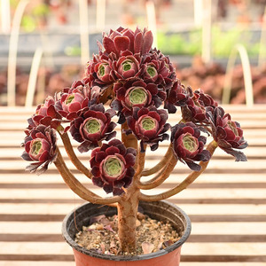 荷兰玫瑰法师万圣夜莲花掌属精品造型老桩多肉植物一物一拍景天科