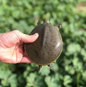 角鳖 美国角鳖 非中华鳖 变异鳖