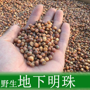 野生新鲜地下明珠草药落地珍珠茅膏菜陈伤子中药材一粒金丹铁坪锤