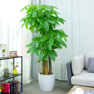 客厅发财树常州