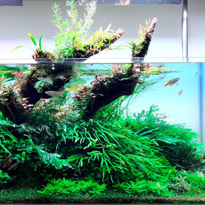 水草时代 丹麦细叶铁皇冠草淡水活体鱼缸水族造景装点中后景类