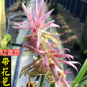 春剑红盖世带花苞名贵兰花苗高档奇花