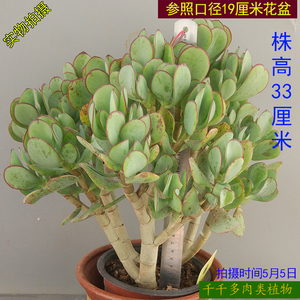 80siqi911911淘宝轮回花月厚叶蓝鸟多肉老桩植物唐朝多肉阳台客厅