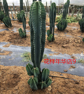 螺旋量天尺旋转秘鲁天伦柱龙卷风仙人柱稀有变异仙人掌漳州大棚