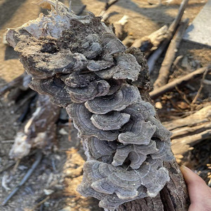 东北原始山林野生云灵芝精挑白灰底云芝味淡组合喝多年实体老店