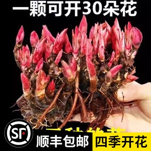 重瓣带芽芍药花苗种根四季开花根块阳台盆栽庭院鲜花绿植花卉植物