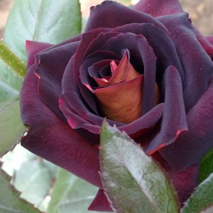 王妃花社 骇客 eddy mitchell黑色天鹅绒质感内饰黄金甲切花月季