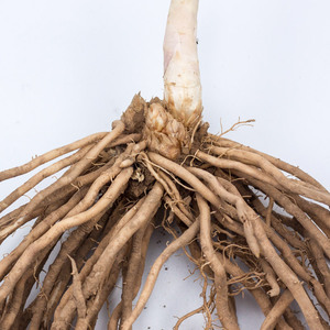 【竹笋苗】竹笋苗品牌,价格 - 阿里巴巴