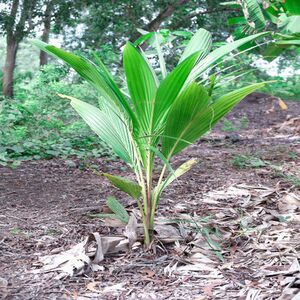 茗荑菜种子天蒜山葱寒葱熊葱蒜苗野玉簪叶鹿耳韭可食用绿植耐寒菜