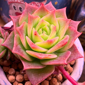 多肉植物翡翠塔