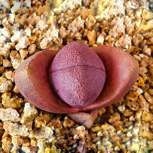 多肉植物红帝玉生石花系列番杏科萌肉肉植物花卉贵货绿植盆栽园艺