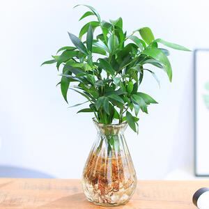 水养驱蚊水培绿植物竹柏办公室内客厅宿舍桌面盆栽好养易活小清新