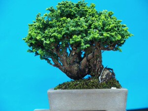 日本盆景雅虎代拍原土原盆 石化扁柏高15m宽19㎝ id:u1050727654