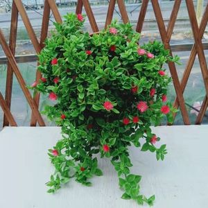 牡丹吊兰带花盆栽垂吊植物室内阳台四季开花净化空气吸甲醛绿植