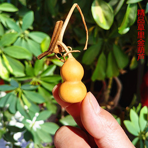 天然精品草里金小葫芦手捻特小文玩铁包金本地天津嘴一物一图包邮