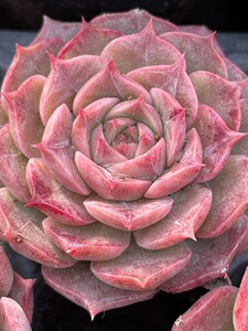 红蔷薇多肉植物叶片叶子叶插新品暗纹红色肉肉