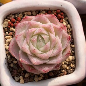 潘多拉女王 女王玫瑰精选潘多拉 叶片叶子叶插