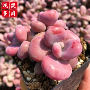 【桃蛋缀化】桃蛋缀化品牌,价格 - 阿里巴巴