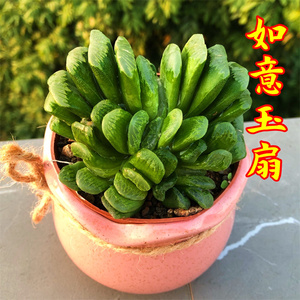 如意玉扇懒人爆款多肉植物正宗玉扇网红绿植防辐射吸甲醛便宜包邮