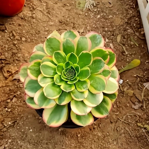 万圣节奶白锦高端法师锦多肉植物稀有趣味室内阳台桌面花卉盆栽