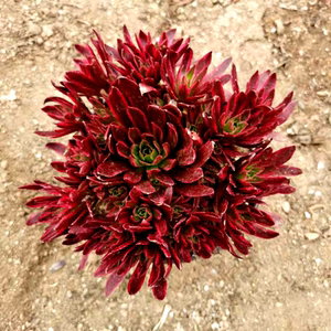 凤凰锦九尾狐法师多肉植物室内阳台办公室桌面绿植花卉盆栽新品