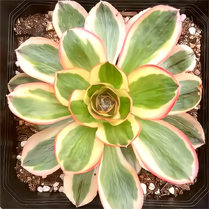 燕姿锦法师单头多肉植物带根室内阳台办公室内桌面绿植花卉盆栽