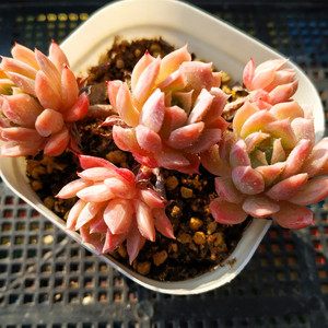 状态兰安娜火焰杯多肉植物秋宴一物一拍阳台大棚直销阿猫家的土屋