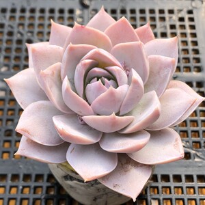 木樨甜心多肉植物一物一拍小萌物状态佳阳台组合盆栽阿猫家的土屋