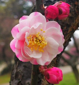 复瓣跳枝梅 红梅花树苗春梅洒金梅盆景盆栽素材花园庭院阳台浓香