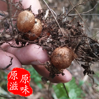 肾蕨果野生中草药肾蕨子石黄皮凤凰蛋落地珍珠圆蕨新鲜品500g包邮