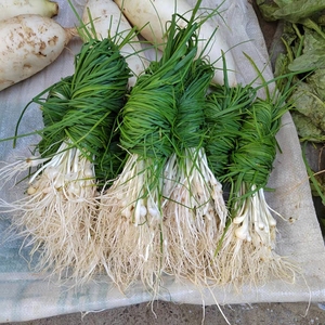 贵州特产新鲜野葱现挖野菜小根苦蒜野生蒜野蒜团蒜买2斤 送折耳根