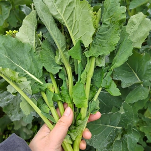 贵州农家自种新鲜油菜苔寒菜苔芥芸苔菜油白菜小油菜中通顺丰包邮