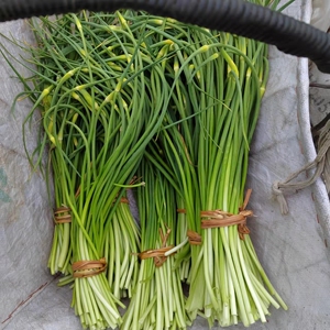 2022贵州农家自种新鲜蒜苔蒜苗蒜头蒜薹清爽可口鲜嫩现搞现发包邮